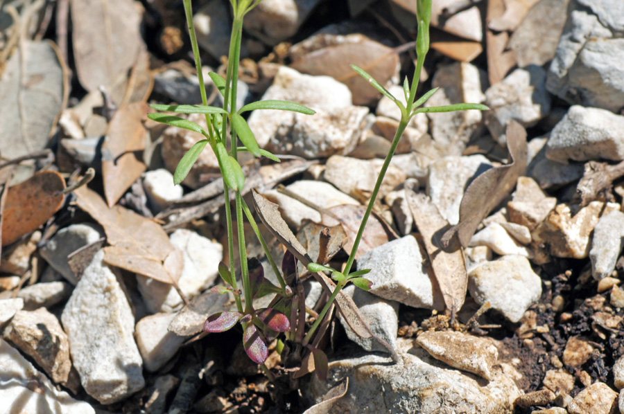 Crucianella latifolia / Crucianella ruvida